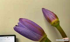 唐姐玫瑰花语是什么意思啊？西兰蓝莓的花语又是什么？