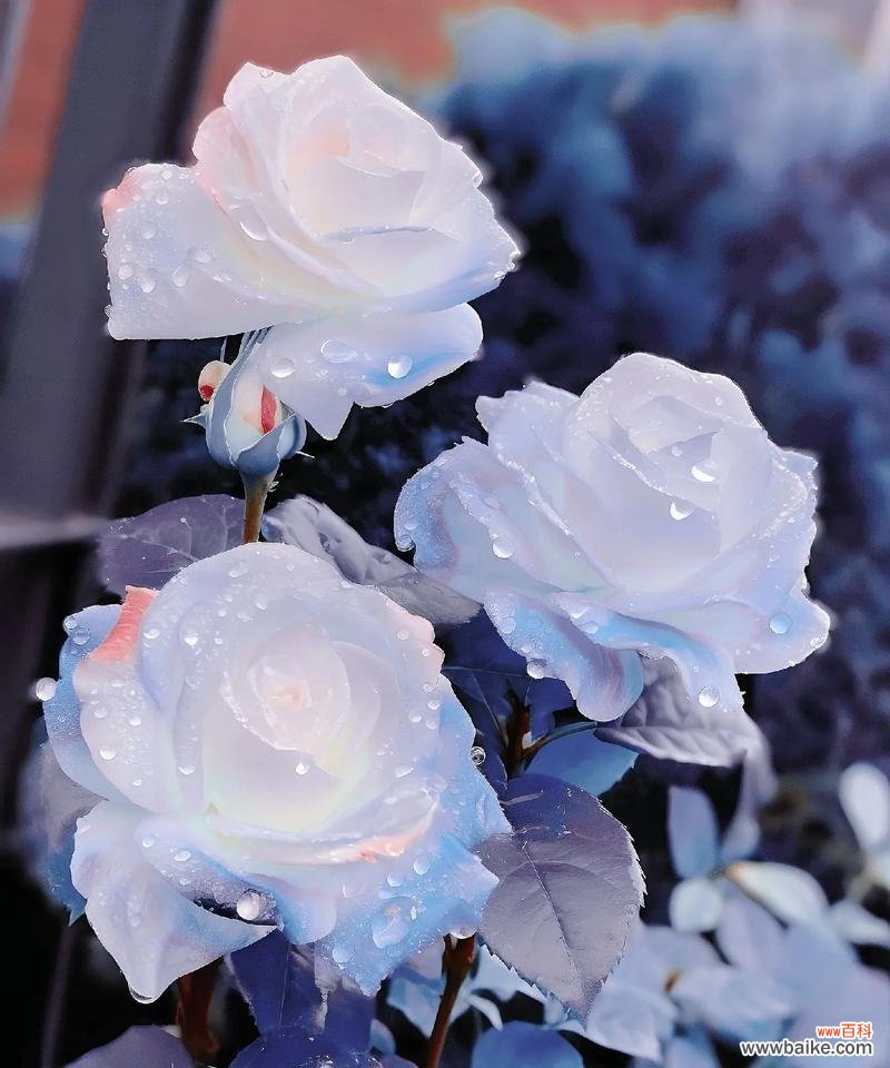 枫兰的花语有何独特之处？它在植物语言中传递了什么信息？