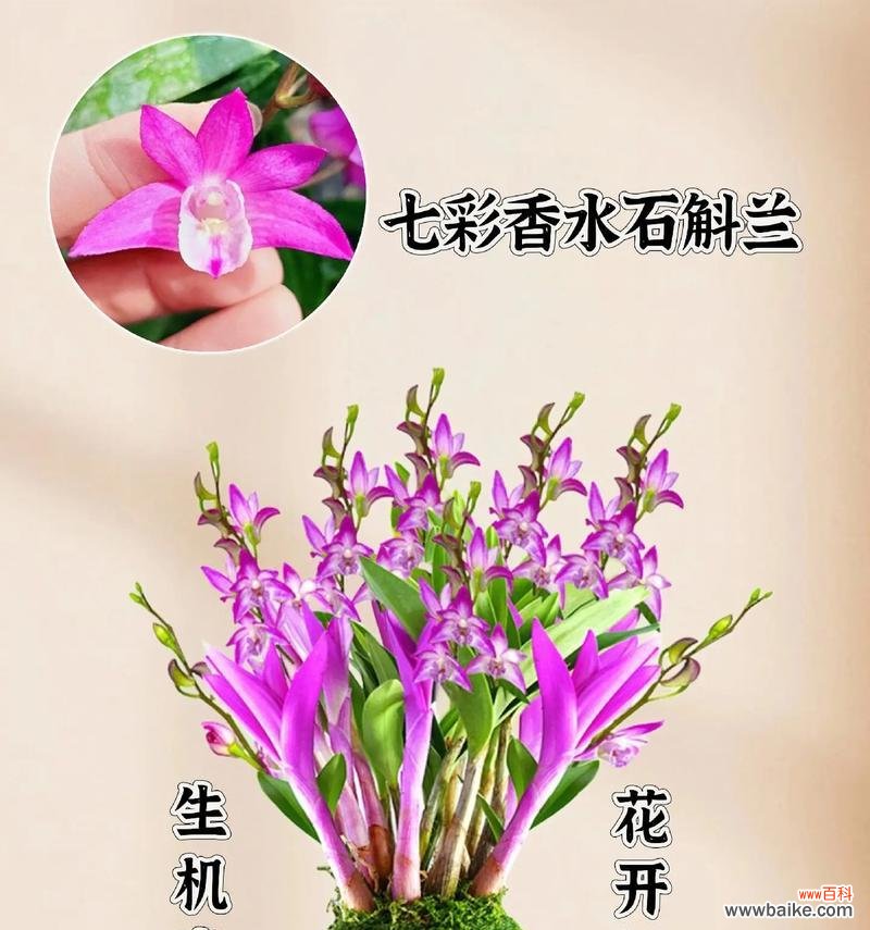 枫兰的花语有何独特之处？它在植物语言中传递了什么信息？