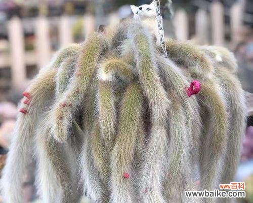 猴子抱仙人球的寓意是什么?如何理解这种象征意义?