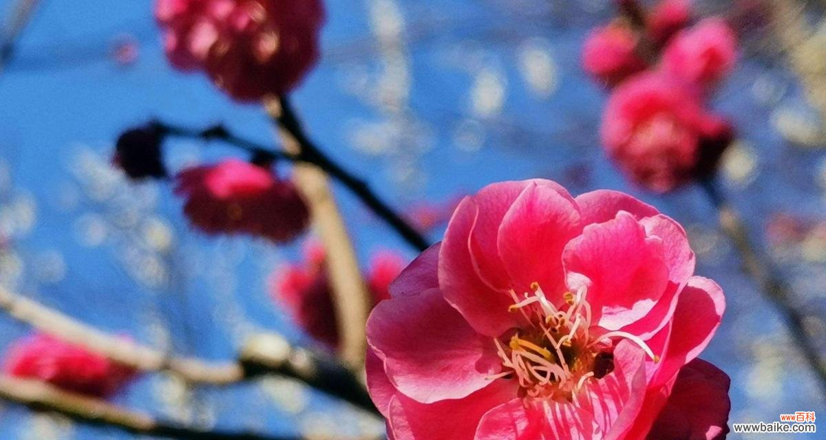 腊梅红色的花语和寓意是什么？