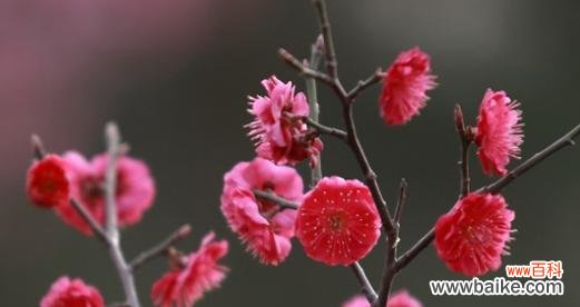 腊梅红色的花语和寓意是什么？