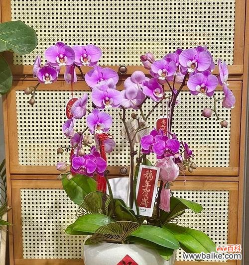 大红蝴蝶兰的寓意是什么？花语中蝴蝶兰代表什么？