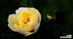 探寻黄玫瑰的隐藏心意 黄玫瑰的象征意义