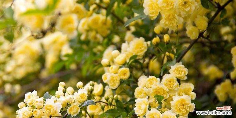 探寻黄玫瑰的隐藏心意 黄玫瑰的象征意义