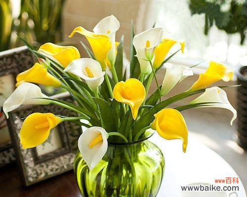 探寻马蹄莲花的象征意义与文化内涵 马蹄莲花