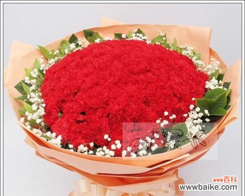 送给老师的康乃馨,传递美好祝福 康乃馨的花语与寓意