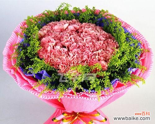 送给老师的康乃馨,传递美好祝福 康乃馨的花语与寓意