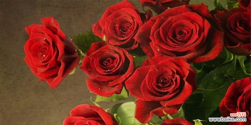 赠送鲜花的传统与文化内涵 送玫瑰花的寓意及象征意义