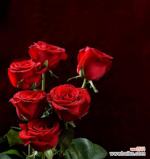 赠送鲜花的传统与文化内涵 送玫瑰花的寓意及象征意义