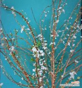 探寻雪柳的花语与传统文化意义 《雪柳花语的美丽与寓意》