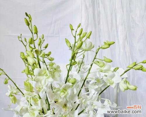 洋兰花语的意义及其对人生的启示 以洋兰的花语与人生的深意