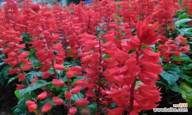 用一串红描绘生命的坚韧与热情 一串红花语和寓意的深刻解读