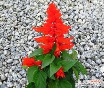 揭开一串红花背后的寓意 一串红的花语