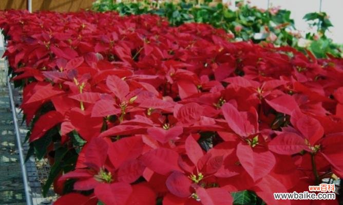 传承千年的花语之谜与神奇力量 一品红