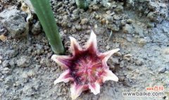 探索一叶兰花语的含义 一叶兰的花语