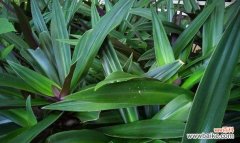 一叶兰的寓意及其启示 一叶兰，奋斗与坚持的象征