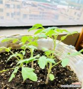 了解移植苗 移植苗