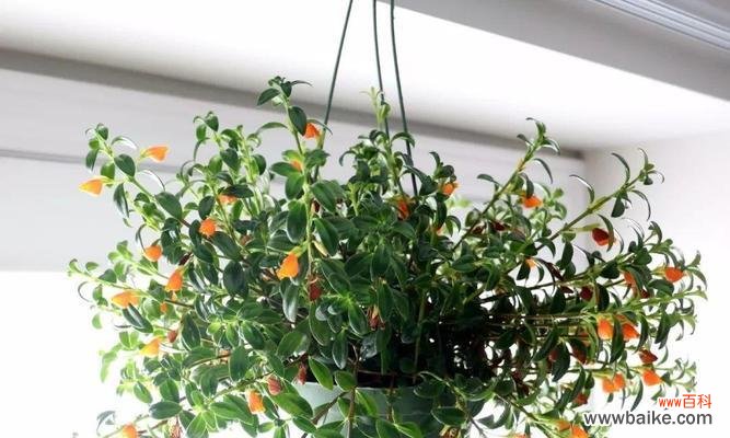 银边吊兰的花语与意义解析 银边吊兰的花语——纯洁与守护