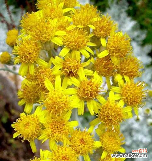 探索银叶菊的花语与象征意义 银叶菊的花语