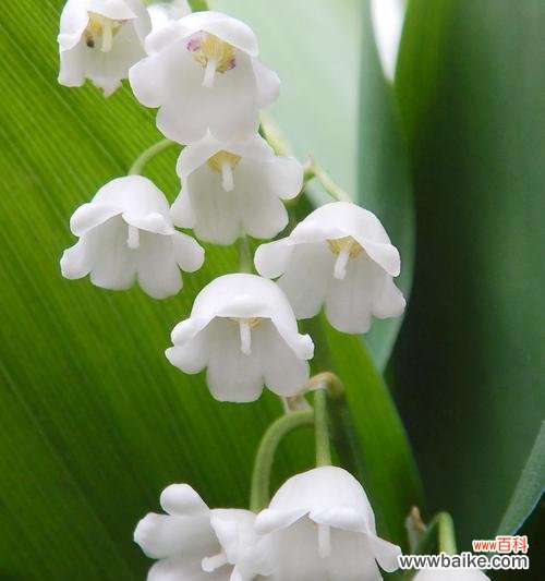 花心有点甜的花语有何深层含义?