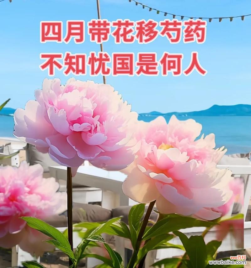 花心有点甜的花语有何深层含义?