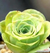 翠尼缇的花语代表什么？