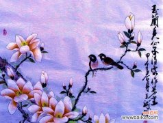 淡紫色玉兰花代表什么情感？