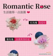 木马玫瑰的花语是什么？它在爱情中象征着什么？