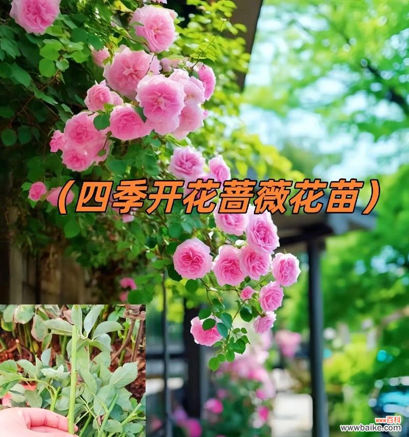 蔷薇和红玫瑰组合的花语代表什么？