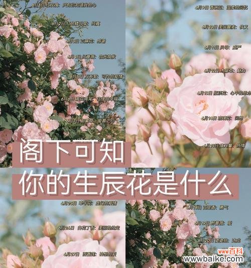 蔷薇和红玫瑰组合的花语代表什么？