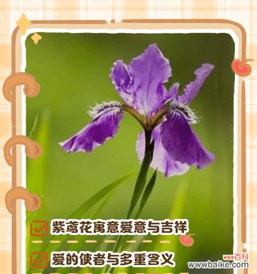 哪种花的花语象征着智慧?