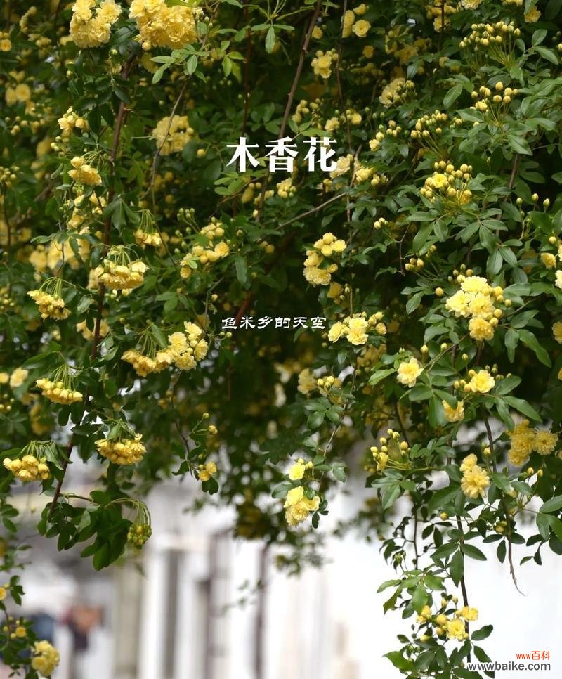 哪种花的花语象征着智慧?