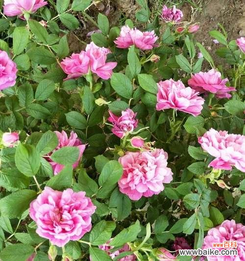 传递真挚情谊,用花朵延续友谊的红线 友谊长久如花开绽——送花的寓意与选择