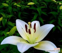 以送人百合花传递情感与祝福 百合花的意义与象征