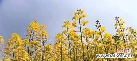 唤醒春天的盛宴 油菜花之美
