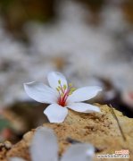 揭秘油桐花所代表的含义和象征 以油桐花的花语是什么