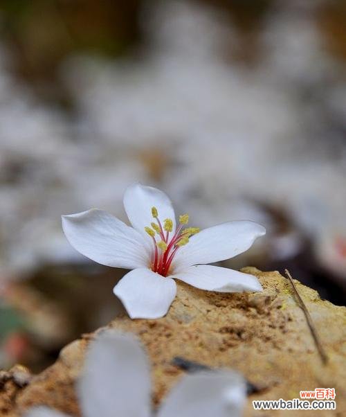 揭秘油桐花所代表的含义和象征 以油桐花的花语是什么