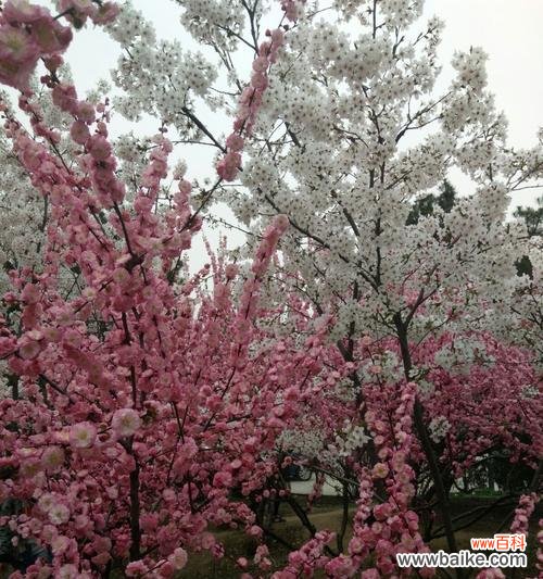 榆叶梅花语解读与传承 以榆叶梅之花语