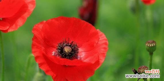 揭秘虞美人的花语及其象征意义 虞美人的花语