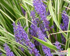 揭示玉龙草寓意的深刻象征意义 玉龙草