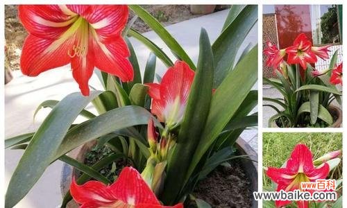 探寻朱顶红花朵传递的情感和寓意 解读朱顶红的花语之美