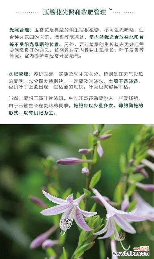 传承千年的花魅力 玉簪花的花语与传说