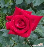 女子收到黄色玫瑰花意味着什么？它代表了哪种情感？