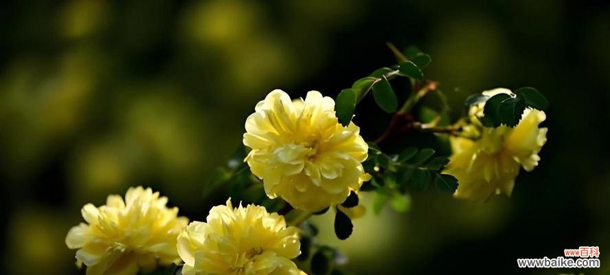 女子收到黄色玫瑰花意味着什么?它代表了哪种情感?