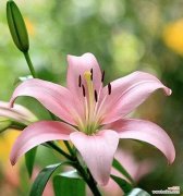 小甜甜百合的花语代表什么？