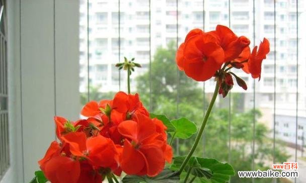 黄玫瑰与牵牛花的花语有何区别?各自代表什么?