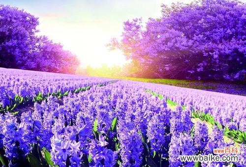 黄玫瑰与牵牛花的花语有何区别?各自代表什么?