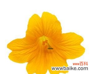 黄玫瑰与牵牛花的花语有何区别?各自代表什么?