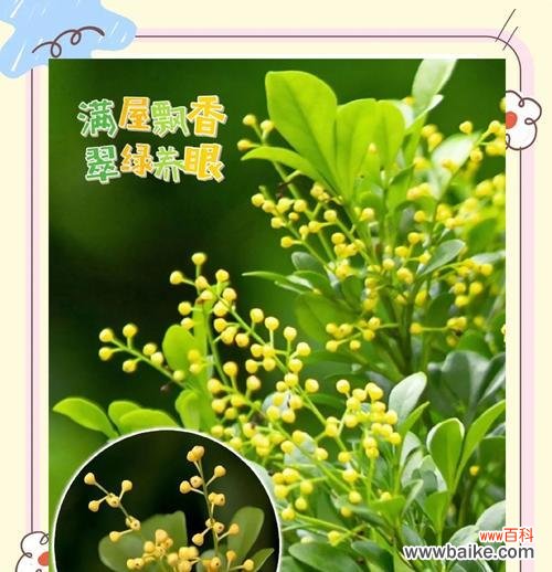 米兰花造型的花语代表什么？